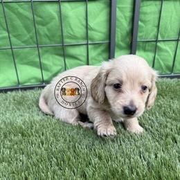 CCM3 cream-red - Cream male Dachshund puppy in Carthage, Texas from Rafter C Ranch Doxies