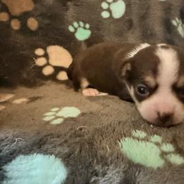 Christoff - Chocolate male Chihuahua puppy in Seneca, Missouri from Stephanie’s Puppy Colony