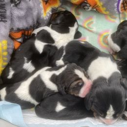 Basset Hound puppies from Rolling and Howling Basset Hounds and Dachshunds