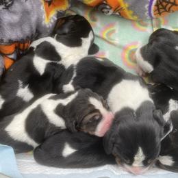 Basset Hound puppies from Rolling and Howling Basset Hounds and Dachshunds