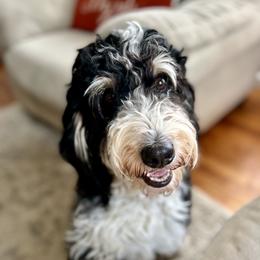 Callie - Bernedoodle