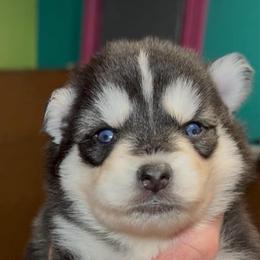 Anthony - Black and white male Pomsky puppy in Spring Hill, Florida from PDQ Pomskies