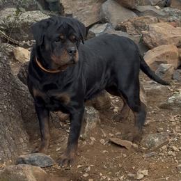 Star - Rottweiler