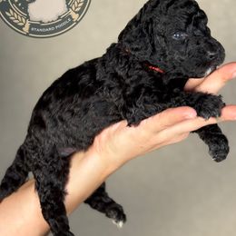 Jinu - Black male Poodle puppy in Spring Hills, Florida from The Olympus Standard Poodle