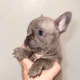 Charlie - Blue male French Bulldog puppy in Miami, Florida from Haus of Pawz