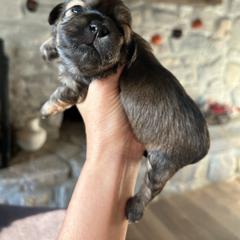 Maple - Brown female Shichon puppy in Seymour, Tennessee from Mel’s Teddy Bear Puppies
