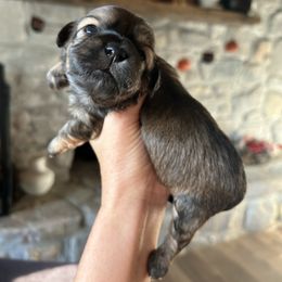Maple - Brown female Shichon puppy in Seymour, Tennessee from Mel’s Teddy Bear Puppies