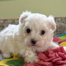 Hayden - White male Maltese puppy in Colonial Beach, Virginia from BeachRidge Pups