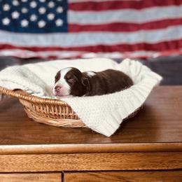 Sandy - Red tri-color female Australian Shepherd puppy in Uvalda, Georgia from Happy Ours Australian Shepherds