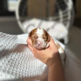 Nectar - Blenheim male Cavalier King Charles Spaniel puppy in Limestone, Montana from Alpine Cavaliers