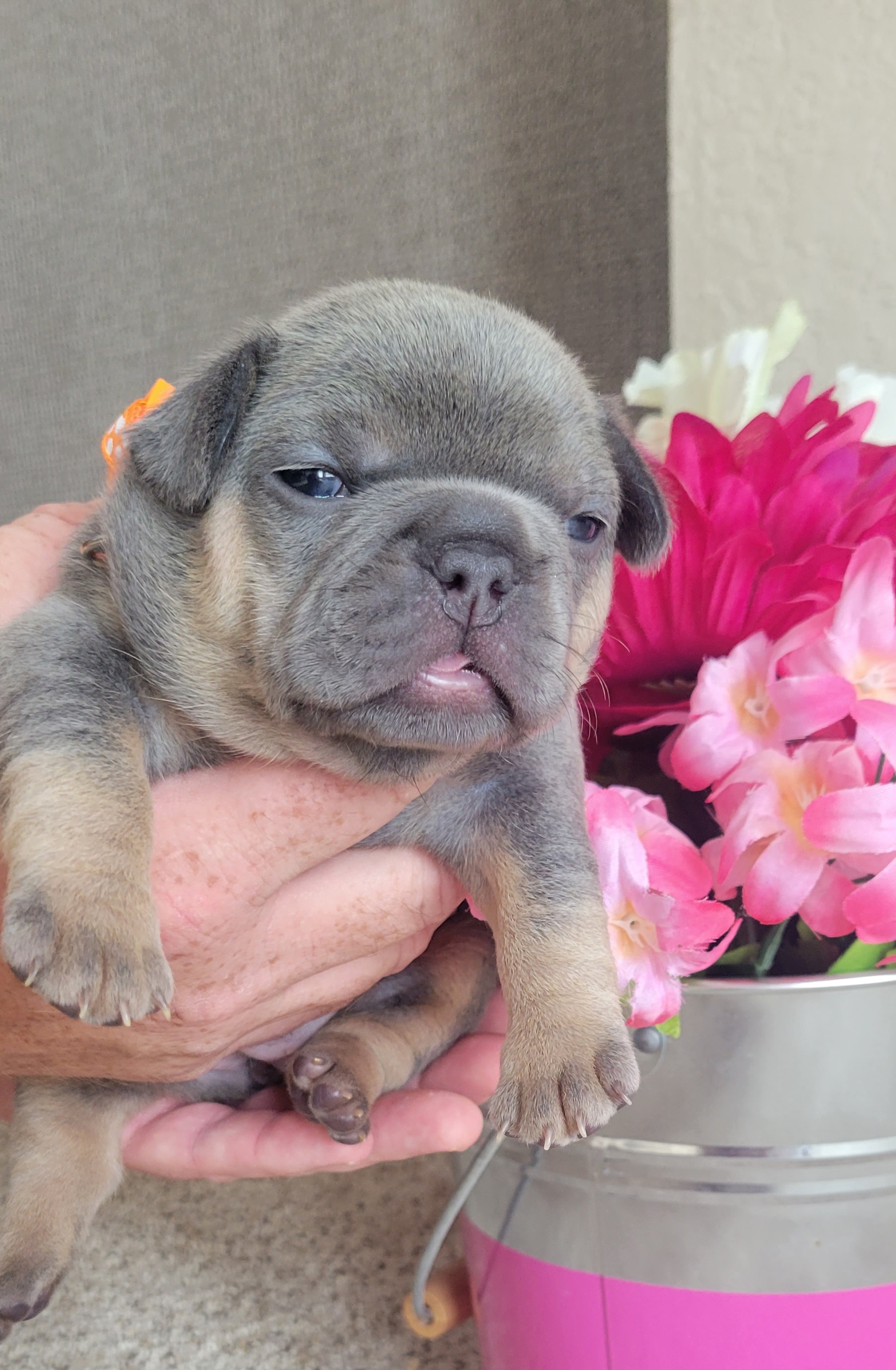French Bulldog Puppies from Zoomie Time Frenchies