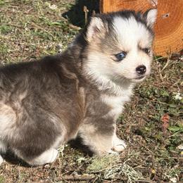 Daisy - Tri-color female Pomsky puppy in Mc Minnville, Oregon from West Coast Pomskies
