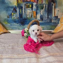 Bella - White female Maltese puppy in Brooksville, Florida from Vega's Maltese