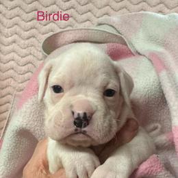 Birdie - White female Boxer puppy in Elyria, Ohio from Just-A-Wyn Boxers