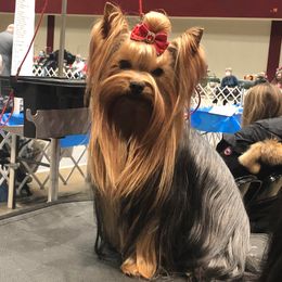 King - Yorkshire Terrier
