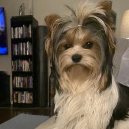 Emi - Biewer Terrier