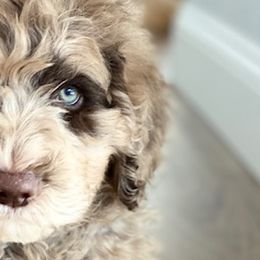 Goldendoodles and Poodles from GoldStar Doodles USA