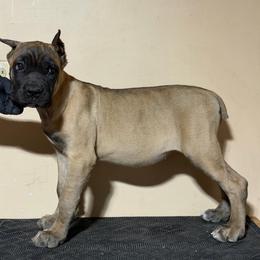 Miel - Fawn female Cane Corso puppy in Houston, Texas from Mortaio Cane Corso