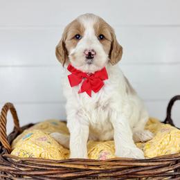 Stone - Red Collar - Parti male Goldendoodle puppy in The Woodlands, Texas from Golden Fields Doodles