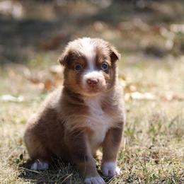 Fergus - Red merle male Australian Shepherd puppy in Violet Hill, Arkansas from Sweets' Cattle Co and Australian Shepherds