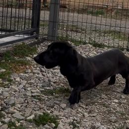 Delilah - Black female Dachshund puppy in Athens, Alabama from 4 Moore Ranch