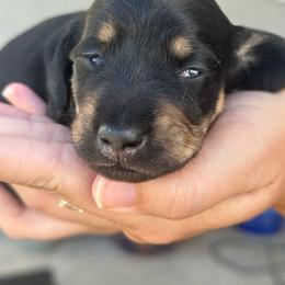 Morticia - Black and cream female Dachshund puppy in Pinellas Park, Florida from Chait Miniature Dachshunds