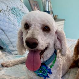 Solomon - Cream male Goldendoodle puppy in Pensacola, Florida from Goldendoodles Love You in Pensacola Friend Edition