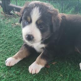 Dolly - Black tri-color female Australian Shepherd puppy in Almo, Kentucky from Riley's Paw Pals