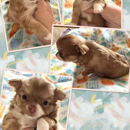 Penny - Chocolate sabled fawn female Chihuahua puppy in South Charleston, Ohio from Fine Whines & Lickers