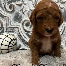 Boy 7 - Poodle puppy in Oxford, Alabama from Posh Poodles Alabama