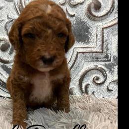 Boy 7 - Poodle puppy in Oxford, Alabama from Posh Poodles Alabama