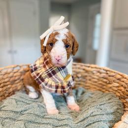 Constance - Red  female Goldendoodle puppy in Sulphur, Louisiana from Curly Q’s Of Carlyss