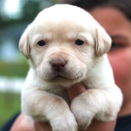 Labrador Retriever Puppies from Palm Beach Labradors