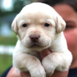 Labrador Retriever Puppies from Palm Beach Labradors