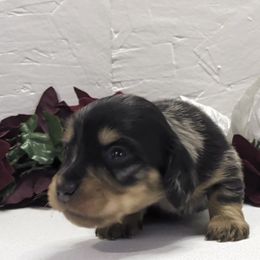 Girl 3 - Dapple female Dachshund puppy in Mt. Sterling, Illinois from Doxie Do's