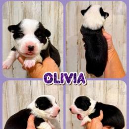 Olivia - Black and white female American Corgi puppy in Fort Worth, Texas from King of Hearts Kennels