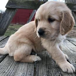 Golden Retrievers from Red Barn Golden’s