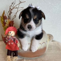 LORELAI - Black and tan female Pembroke Welsh Corgi puppy in Hinton, Oklahoma from Green Cloud Ranch