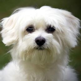 Mal-Shis, Maltese, and Shih Tzus from Natalie's Happy Fur Paw Shih-Tzues and More