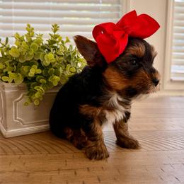 Red collar - Black and tan female Yorkshire Terrier puppy in Dallas, North Carolina from Yorkie Fever