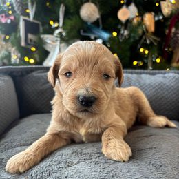 Boy 4 - Apricot male Goldendoodle puppy in Mattawan, Michigan from Doodifuldoods