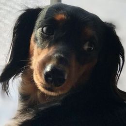 Dachshunds from Designs by Dachshund