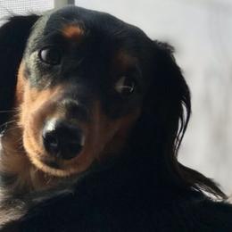Dachshunds from Designs by Dachshund