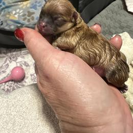 Pomeranian Puppies from Lori’s Precious Poms