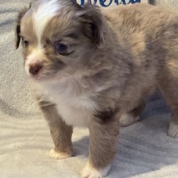 Miniature Australian Shepherd and Toy Australian Shepherd Puppies from Cherry Grove Kennel