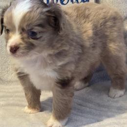 Miniature Australian Shepherd and Toy Australian Shepherd Puppies from Cherry Grove Kennel