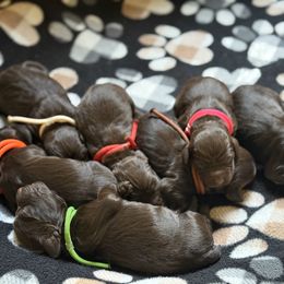 Blue Boy - Liver male Boykin Spaniel puppy in Charlotte, Michigan from Brambleberry Boykin Spaniels