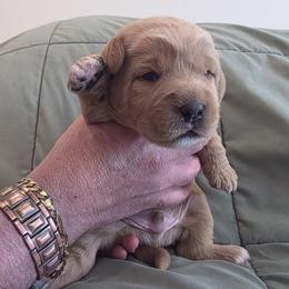 Sage-Red - Cafe male Labradoodle puppy in Commerce City, Colorado from Playful Paws Labradoodles
