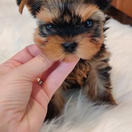 Yorkshire Terrier Puppies from Luxe Yorkshire Terriers
