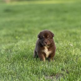 Fork - Red tri-color female Australian Shepherd puppy in Argyle, Iowa from Country Time Kennels